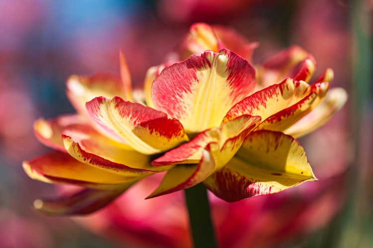 Macro photograph of a red and yellow tulip, petals illuminated by sunlight, with blurred background and shallow depth of field.