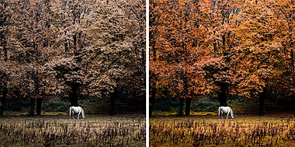 Two identical photos side by side of a horse grazing in front of a forest, but the photo on the right has the Adobe Lightroom "Vivid" preset applied to it
