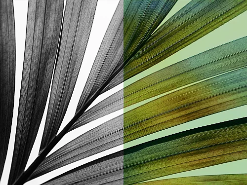 Leaf image shown in black and white on one side and in colour on the other, demonstrating the Colourise Neural Filter in Photoshop