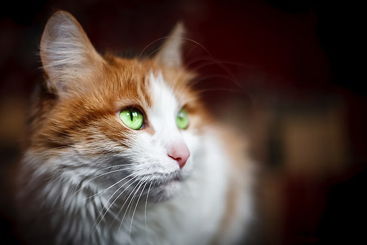 Foto di gatto su sfondo fuori fuoco realizzata con apertura ampia