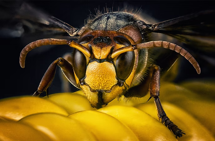 Foto macro di un’ape