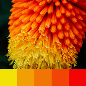 Color Palettes | Duotone & Monochromatic 2 101 combinazioni di colori brillanti