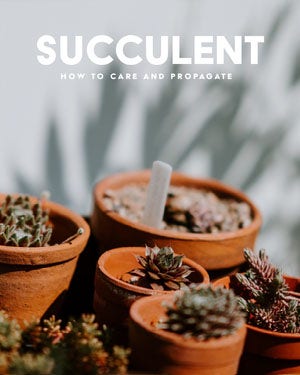 succulent care tip instagram portrait 50 caratteri moderni