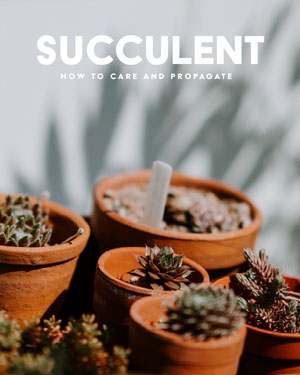 succulent care tip instagram portrait 50 caratteri moderni 