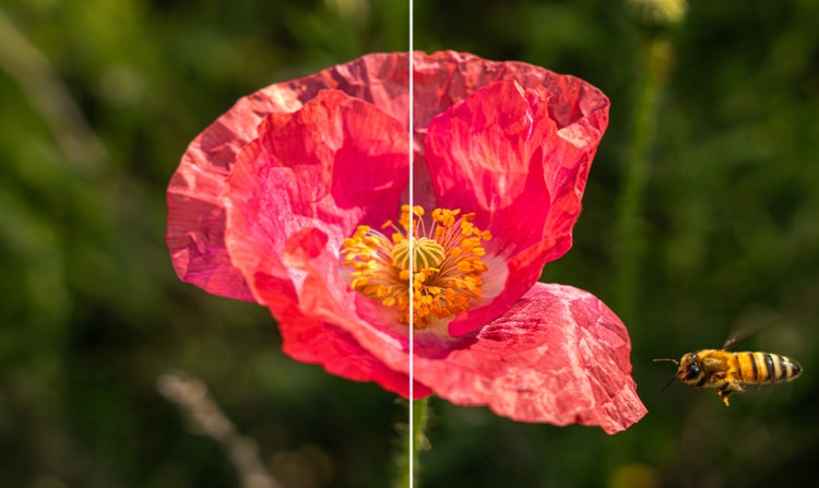 Fermo immagine diviso di un’ape e un fiore; dopo l’upscaling del video, il lato destro presenta una risoluzione maggiore e dettagli più nitidi rispetto al lato sinistro.