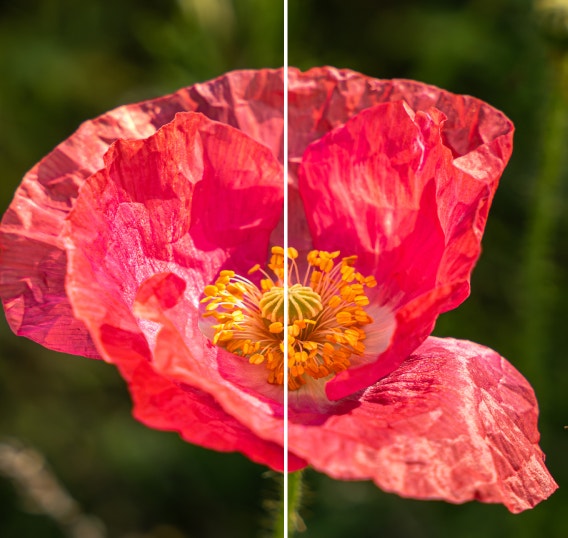 Fermo immagine diviso di un’ape e un fiore; dopo l’upscaling video, il lato destro che presenta una risoluzione maggiore e dettagli più nitidi rispetto al lato sinistro.