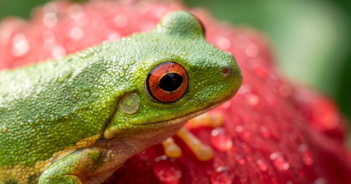 Macrofotografia IA di piante | Adobe Firefly
