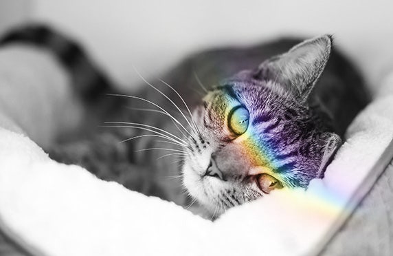Fusione di una sfumatura colorata su un gatto