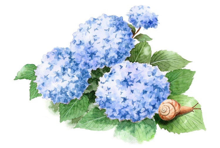 アジサイとカタツムリの水彩画
