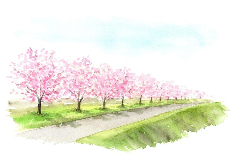 桜並木が咲く4月の土手と青空の水彩画