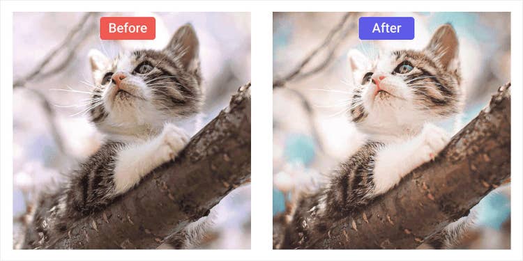 ピンボケ補正後の写真に「ライト・カラー」などの補正をして印象的に仕上げた例