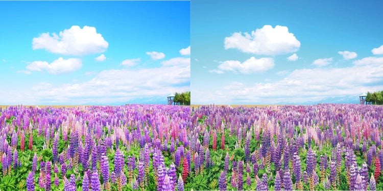 RGBとCMYKそれぞれのカラーモデルで表現した花畑の写真