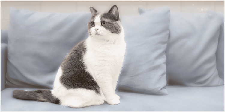 背景がぼけて存在感が際立った、ソファに座る猫