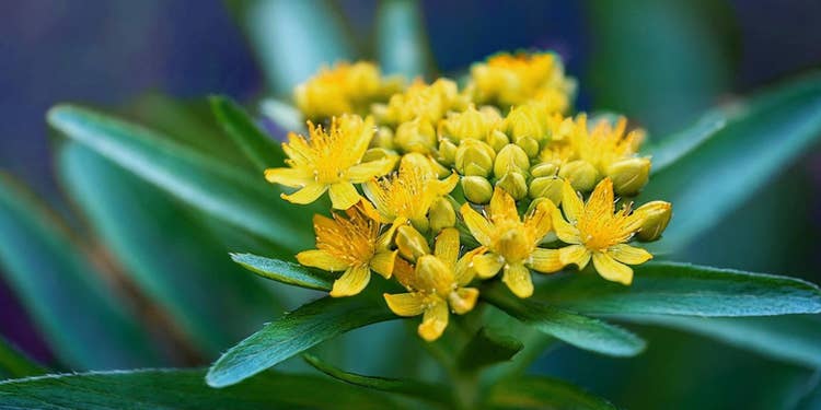 ネイビーの空間を背景にした黄色の花と緑の葉