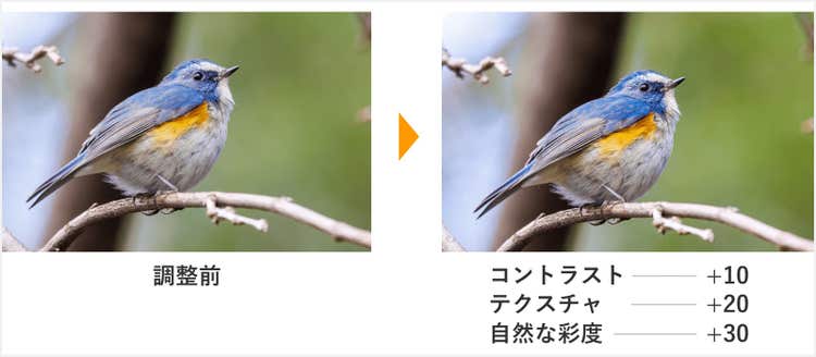 動物の写真をレタッチした例