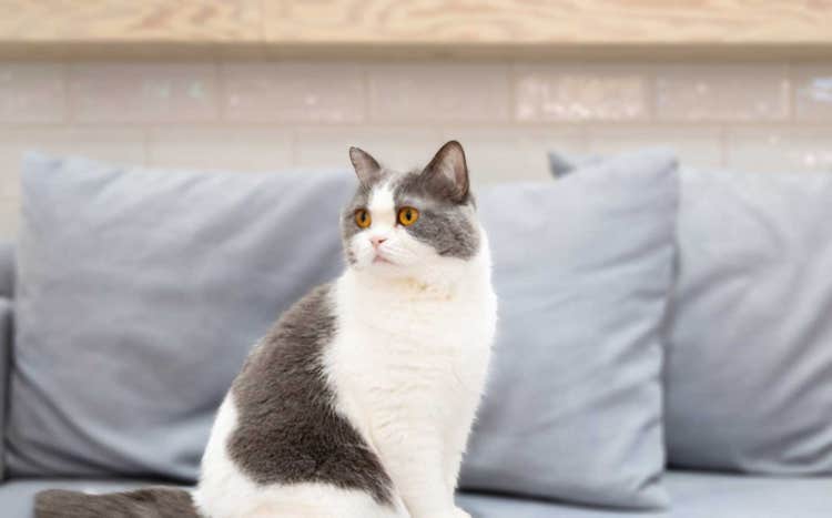 背景をぼかした画像