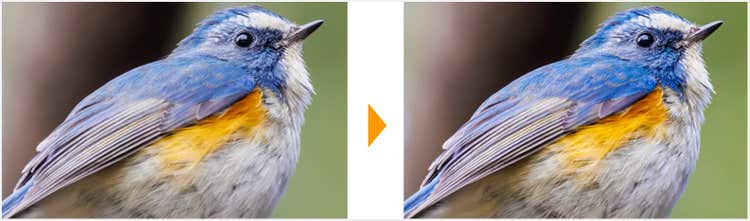 レタッチ後は小鳥の毛並みがより強調されている