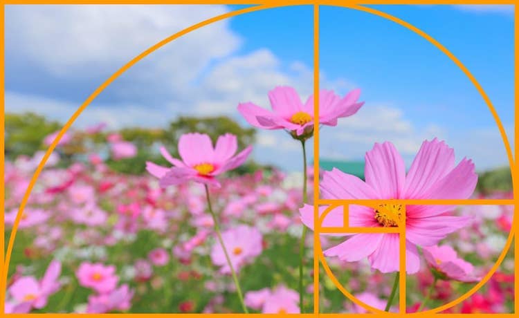 補助線付きの「フィボナッチ螺旋構図」の例