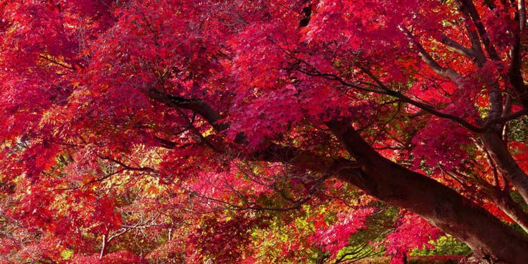 ワイン色・黄金色に色づく紅葉と、ダークブラウンの木の幹