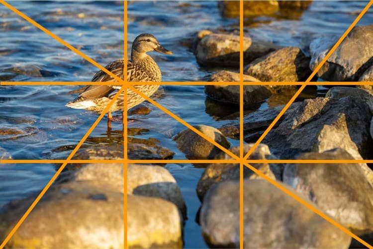 補助線付きの「黄金分割構図」の例