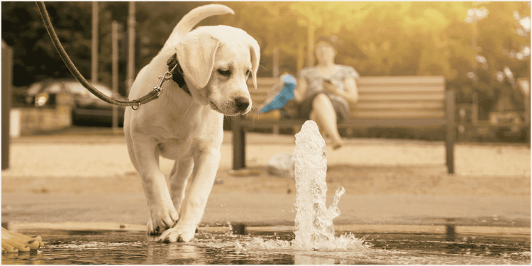 噴水の周りを散歩する犬と、背景にぼやけた状態で写り込むベンチに座った女性