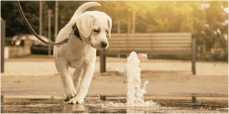 Photoshopの加工によって不要な映り込みが消えた状態の、噴水の周りを散歩する犬の画像