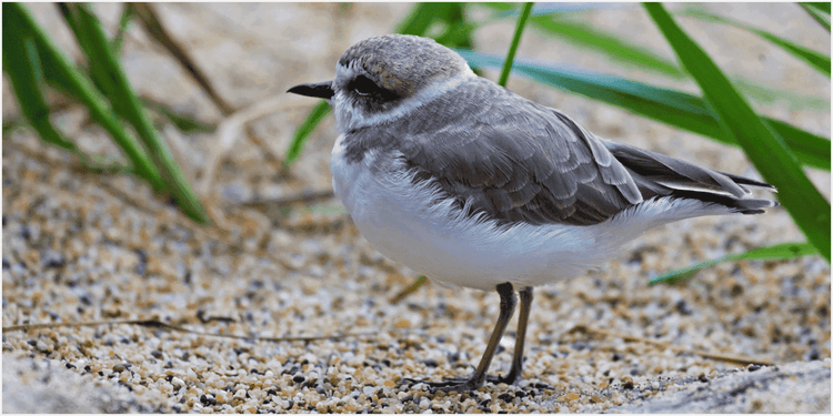 砂地にたたずむ小鳥