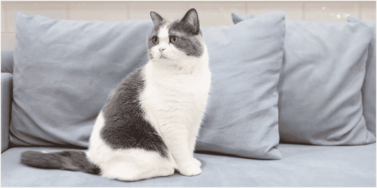 ソファに座る猫