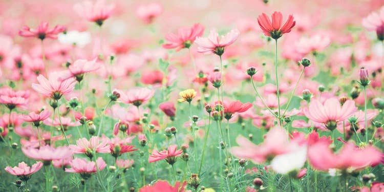 コスモスの花畑。ピンクと白の花と緑の茎や葉