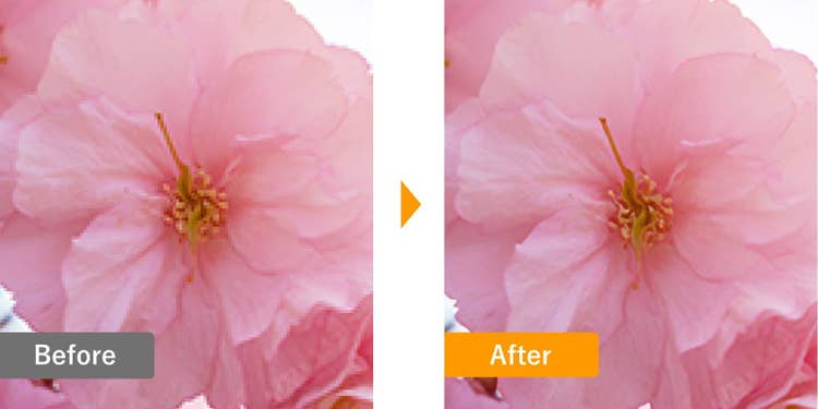 Photoshopを使って高画質化した花の写真のBeforeAfter