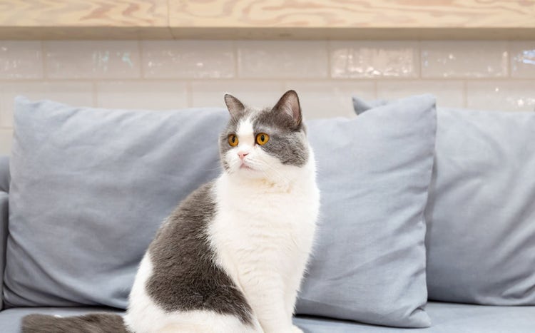 背景をぼかす前の画像