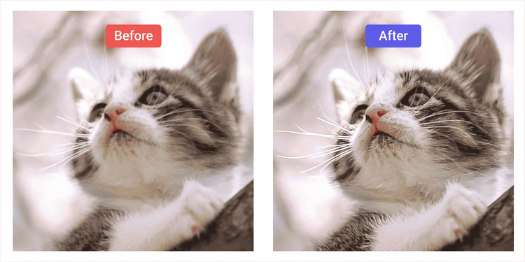 Lightroomを使った猫の写真のピンボケ補正前、補正後の比較