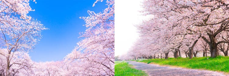 Adobe Stock｜素材サンプル（2月向け）