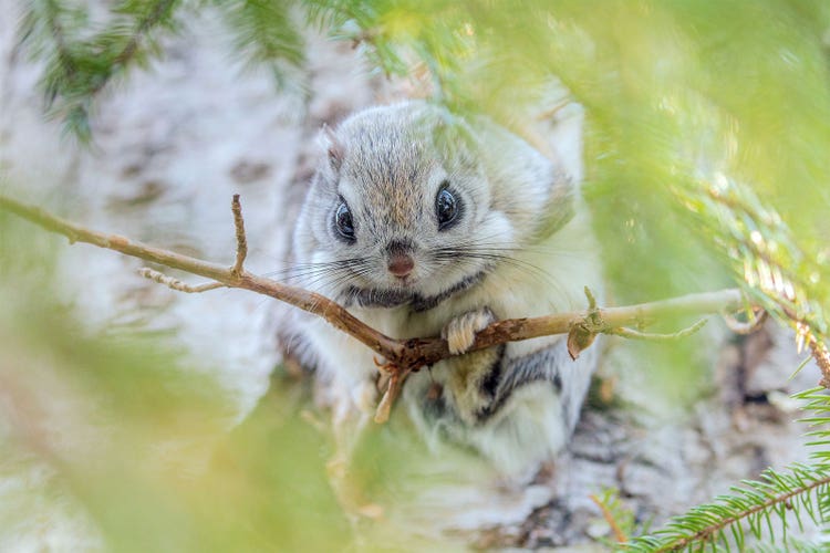 Adobe Stock｜素材サンプル（1月向け）