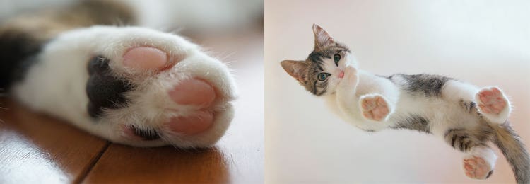 Adobe Stock｜素材サンプル（2月向け）