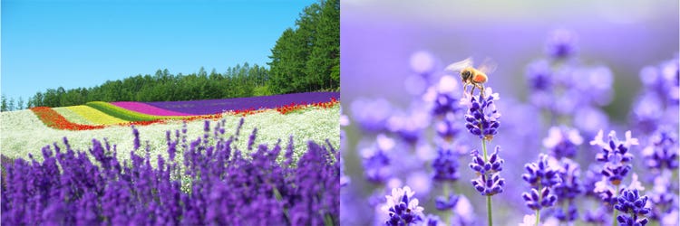 Adobe Stock｜素材サンプル（6月向け）