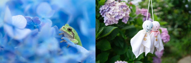 Adobe Stock｜素材サンプル（6月向け）