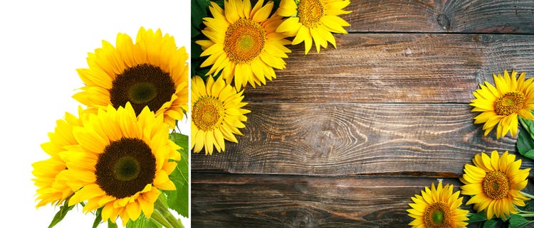 Adobe Stock｜素材サンプル（8月向け）