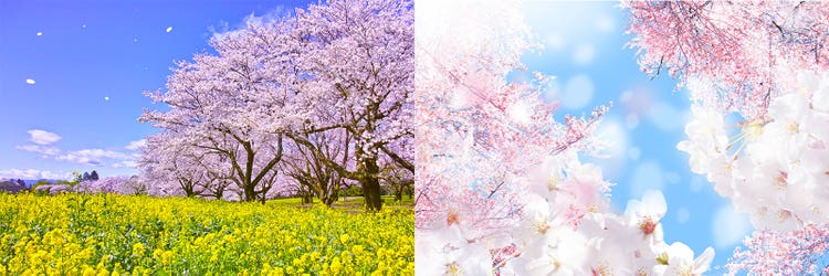 Adobe Stock｜素材サンプル（3月向け）