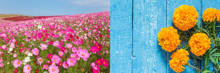 Adobe Stock｜素材サンプル（9月向け）