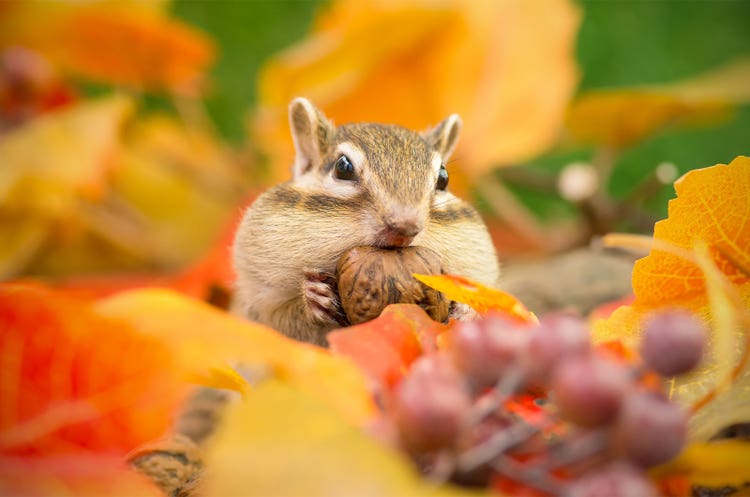 Adobe Stock｜素材サンプル（10月向け）