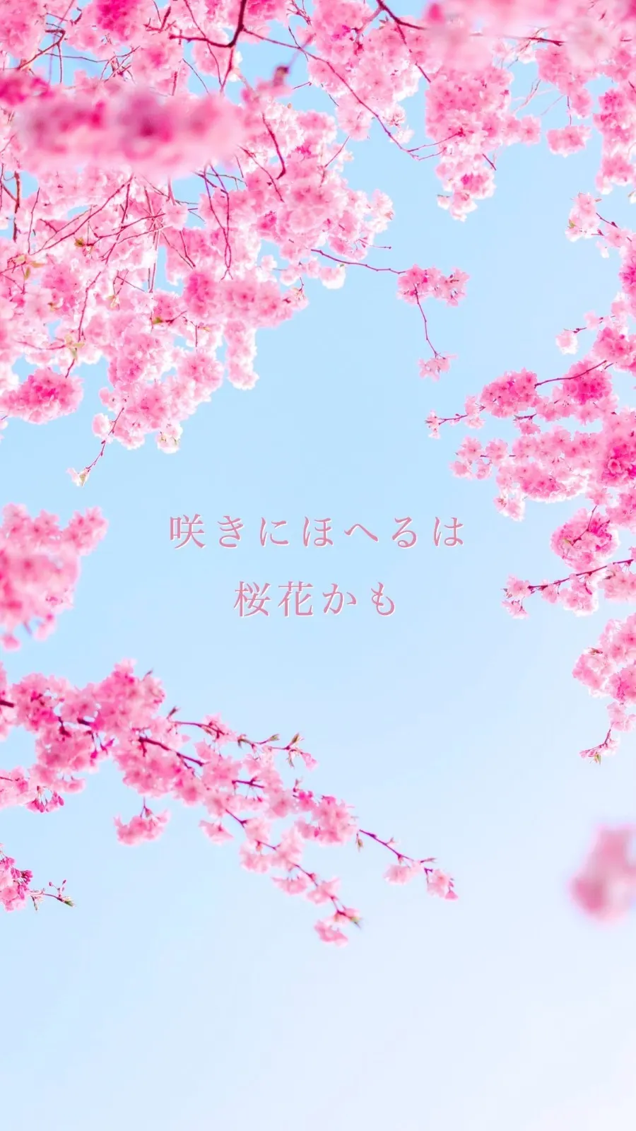 Cherry blossom full bloom