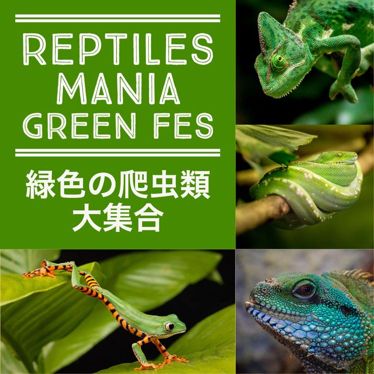 green reptiles mania fes instagram photo collage