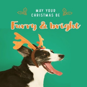 Green With Funny Dog Christmas Card