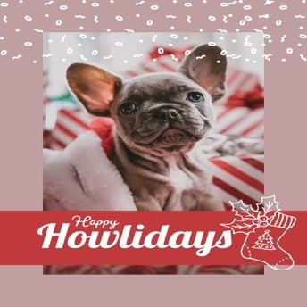 Cute, Framed Dog Portrait Christmas Card