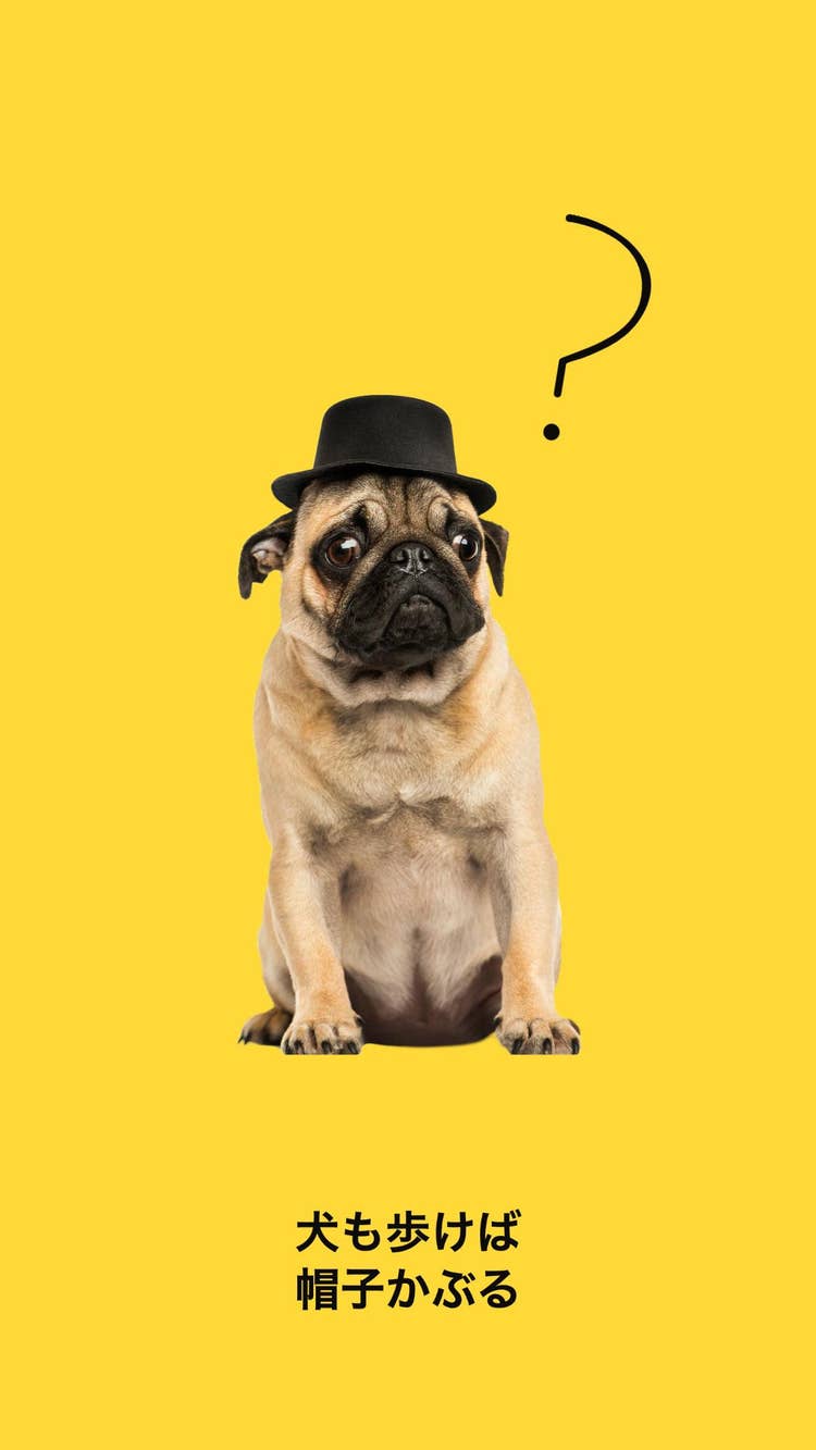 French bull instagram story