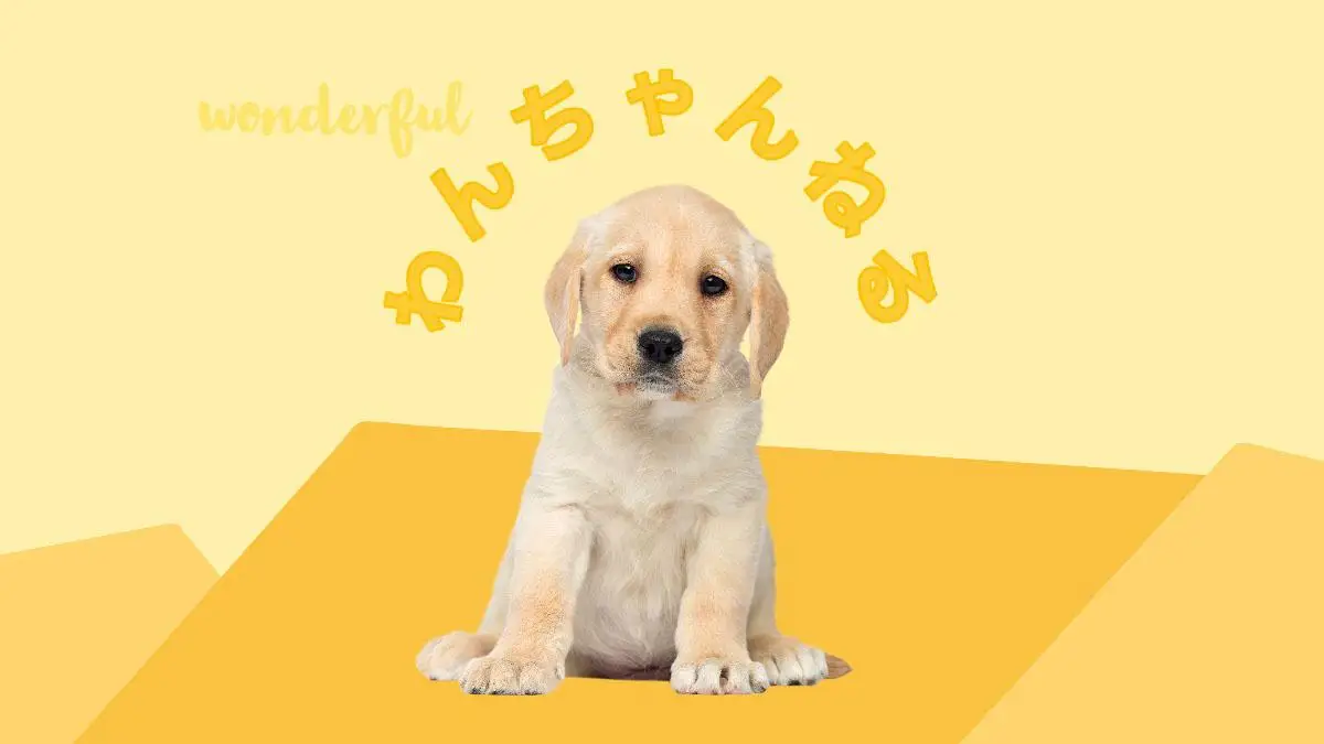 Yellow dog youtube banner