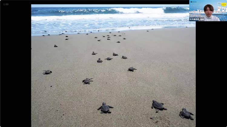 Photographic Image of turtles on a beach