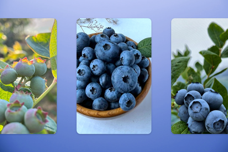 A collage of blueberries Description automatically generated