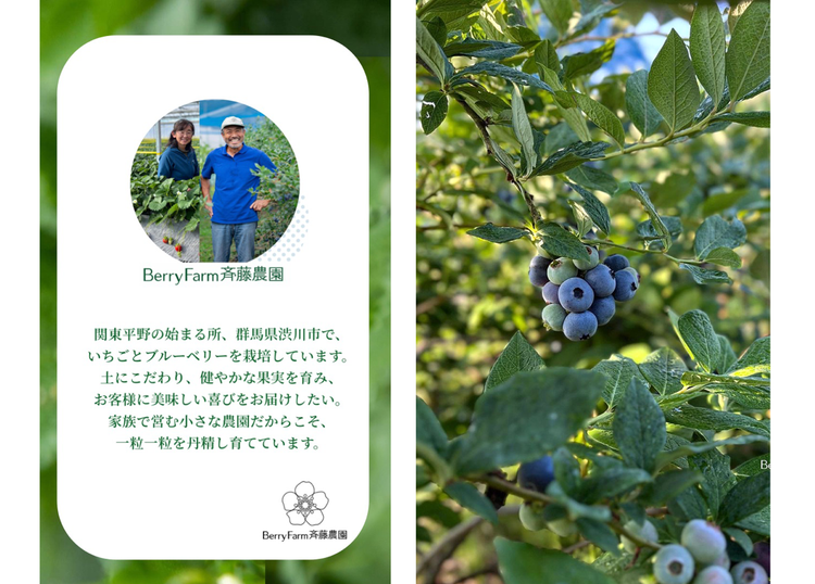 A close-up of a blueberry plant Description automatically generated